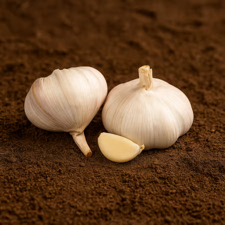 Organic Lehsun - 100 grams (Garlic)